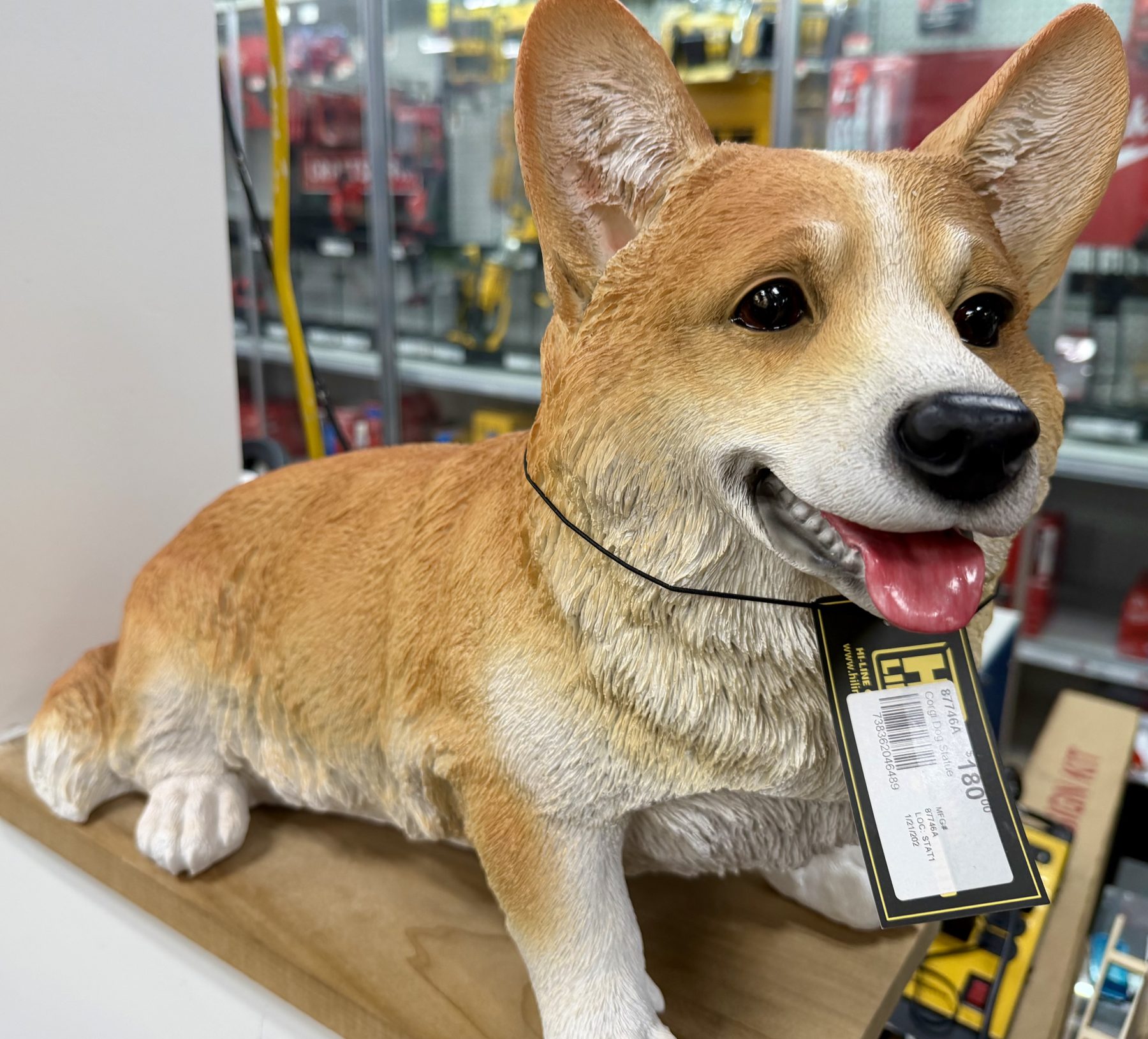 A realistic Hi-Line Gift Corgi dog decorative statue on display at Hessler Paint & Hardware in Delray Beach, Florida.